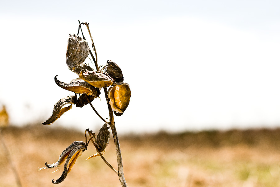 Seed Pods