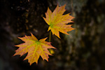 Baby Maple Leaves