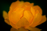 Orange Globe Flower