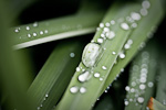 Water Droplet